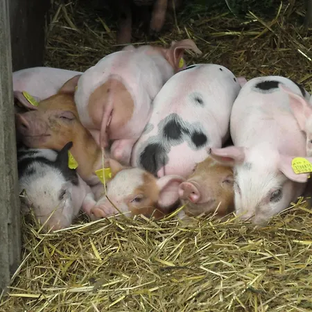 Ferienheim Riedhof Apartment *