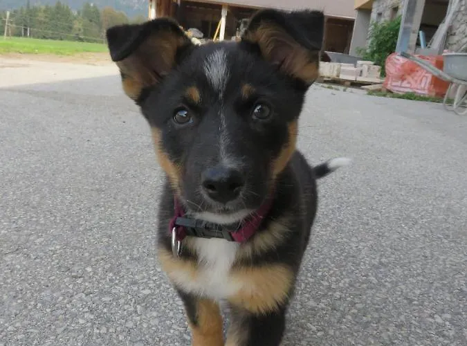 Ferienheim Riedhof *