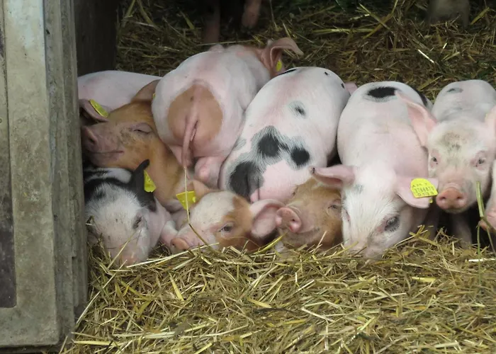 Ferienheim Riedhof Apartment *