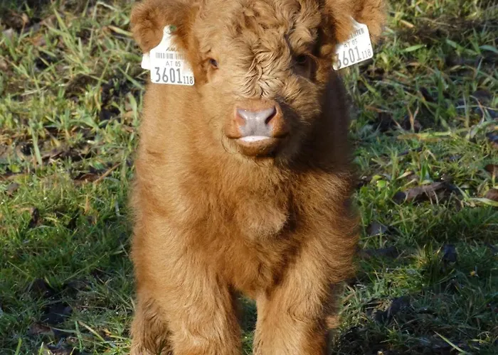 Ferienheim Riedhof *