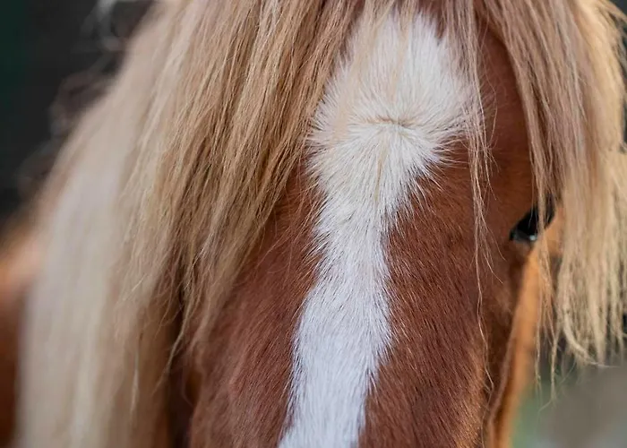 Ferienheim Riedhof *
