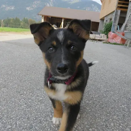 Ferienheim Riedhof *