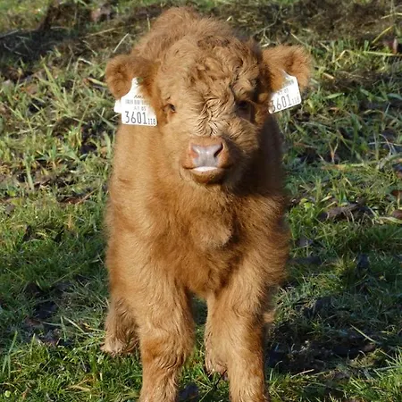 アパート Ferienheim Riedhof *