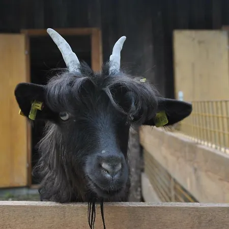 Ferienheim Riedhof Breitenbach am Inn